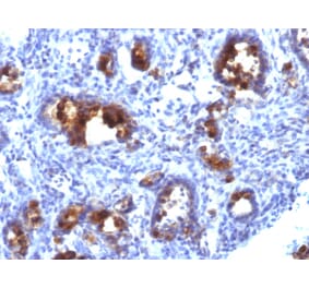 Immunohistochemistry - Anti-MUC3 Antibody [MUC3/1154] (A249426) - Antibodies.com