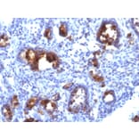Immunohistochemistry - Anti-MUC3 Antibody [MUC3/1154] (A249426) - Antibodies.com
