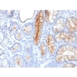 Immunohistochemistry - Anti-MUC4 Antibody [MUC4/3084] (A249428) - Antibodies.com