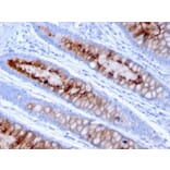 Immunohistochemistry - Anti-MUC4 Antibody [MUC4/3105] (A249429) - Antibodies.com