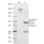 SDS-PAGE - Anti-Mucin 5AC Antibody [45M1] (A249431) - Antibodies.com