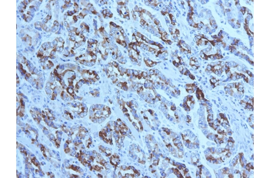 Immunohistochemistry - Anti-MUC6 Antibody [CLH5] (A249441) - Antibodies.com