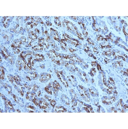 Immunohistochemistry - Anti-MUC6 Antibody [CLH5] (A249441) - Antibodies.com