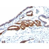 Immunohistochemistry - Anti-MUC6 Antibody [SPM598] (A249442) - Antibodies.com