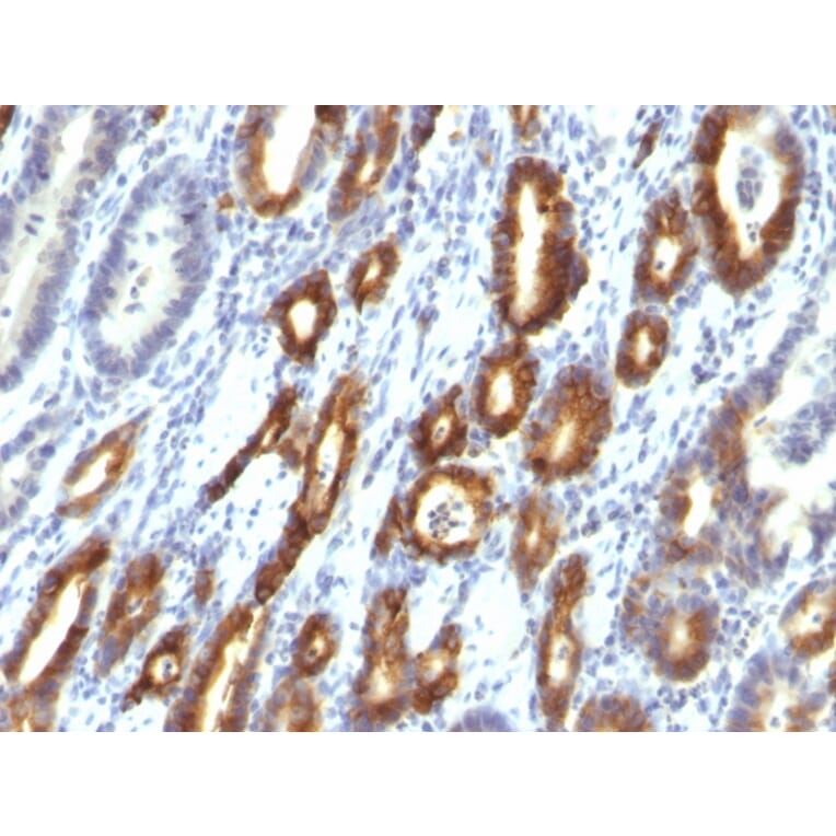 Immunohistochemistry - Anti-MUC6 Antibody [MUC6/916] (A249444) - Antibodies.com