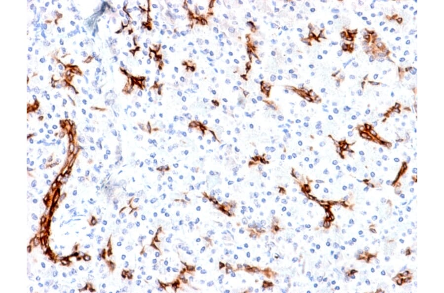 Immunohistochemistry - Anti-MUC6 Antibody [MUC6/1553R] (A249445) - Antibodies.com