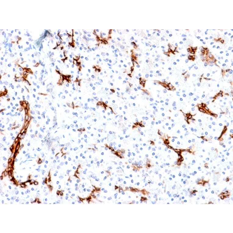 Immunohistochemistry - Anti-MUC6 Antibody [MUC6/1553R] (A249445) - Antibodies.com