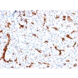 Immunohistochemistry - Anti-MUC6 Antibody [MUC6/1553R] (A249445) - Antibodies.com