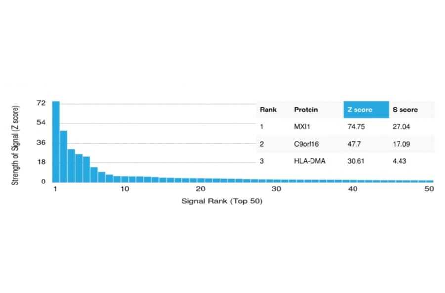 Protein Array - Anti-MXI1 Antibody [PCRP-MXI1-1A3] (A249445) - Antibodies.com