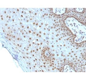 Immunohistochemistry - Anti-c-Myc Antibody [MYC275] (A249448) - Antibodies.com