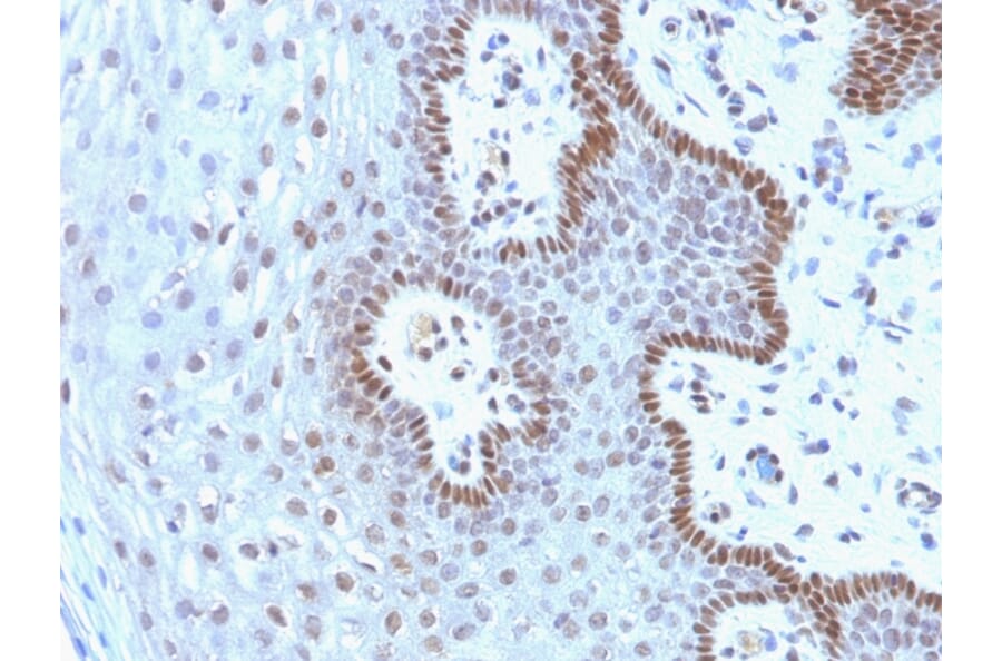 Immunohistochemistry - Anti-c-Myc Antibody [9E10.3] (A249450) - Antibodies.com