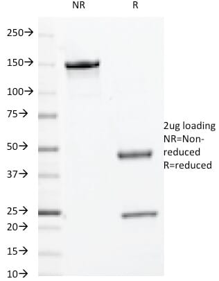 myc、まとめです Anti-c-Myc Antibody [9E10.3] (A249451) | Antibodies.com