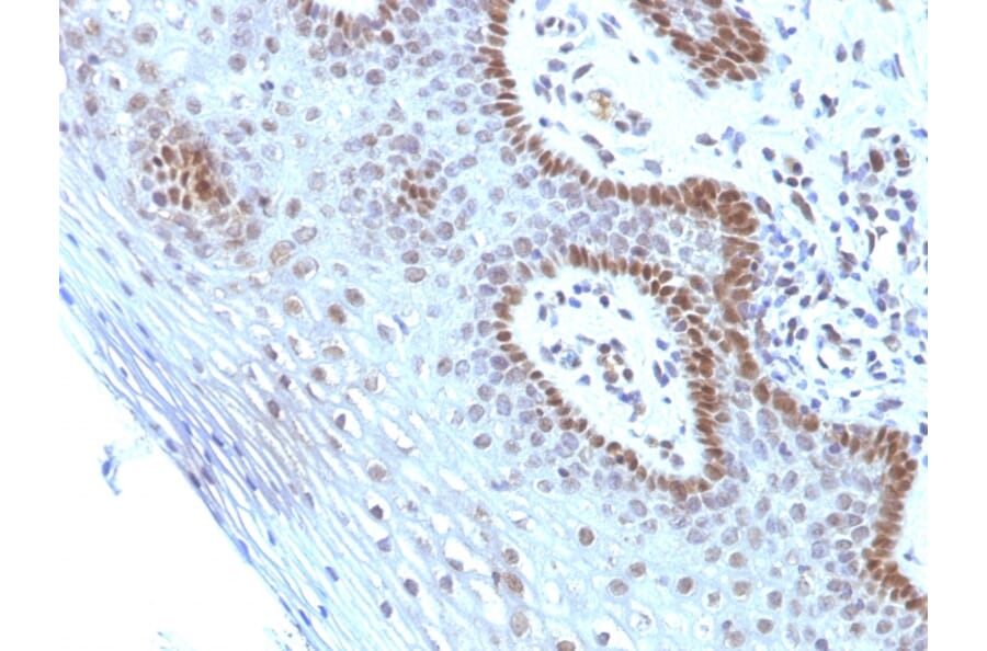 Immunohistochemistry - Anti-c-Myc Antibody [SPM237] (A249451) - Antibodies.com