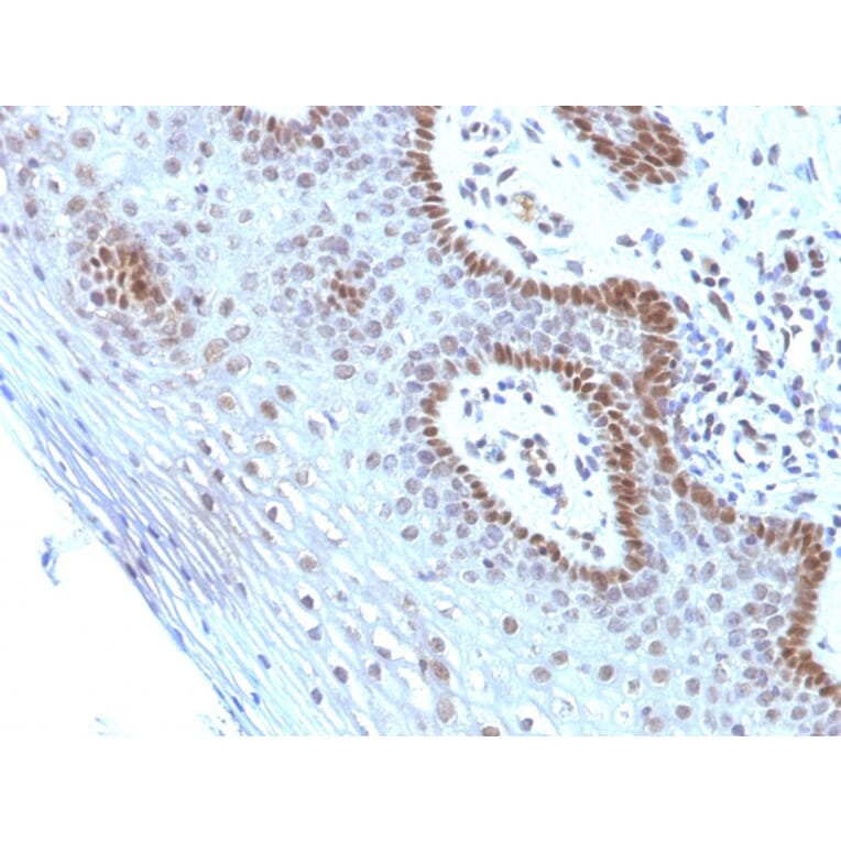 Immunohistochemistry - Anti-c-Myc Antibody [SPM237] (A249451) - Antibodies.com