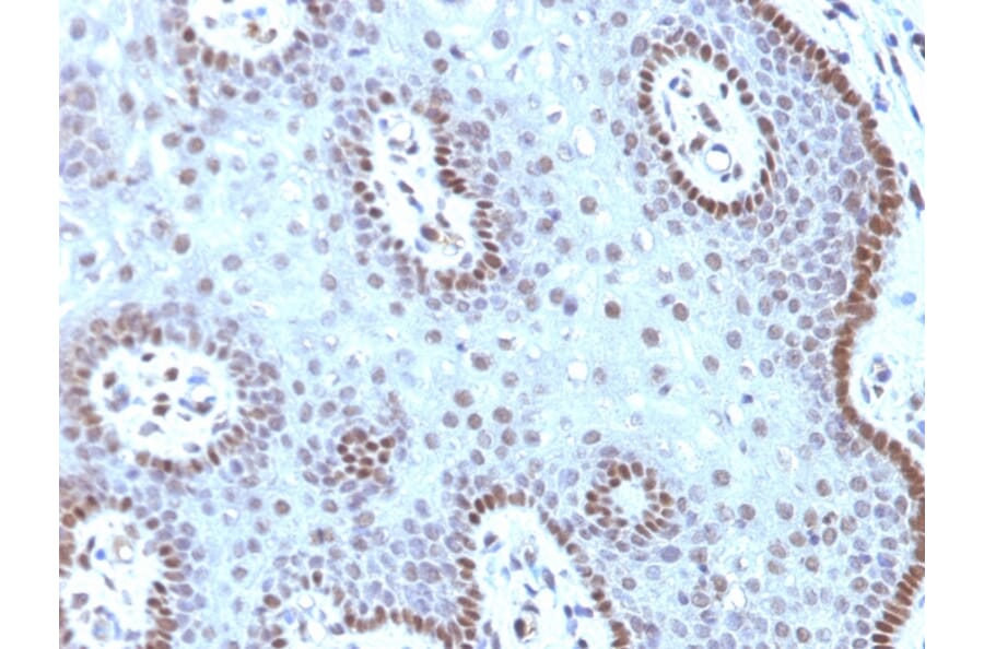Immunohistochemistry - Anti-c-Myc Antibody [MYC909] (A249452) - Antibodies.com