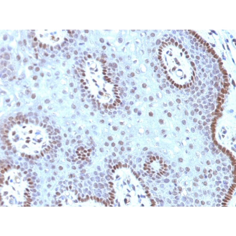 Immunohistochemistry - Anti-c-Myc Antibody [MYC909] (A249452) - Antibodies.com