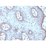Immunohistochemistry - Anti-c-Myc Antibody [MYC909] (A249452) - Antibodies.com