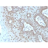 Immunohistochemistry - Anti-c-Myc Antibody [MYC275 + MYC909] (A249453) - Antibodies.com