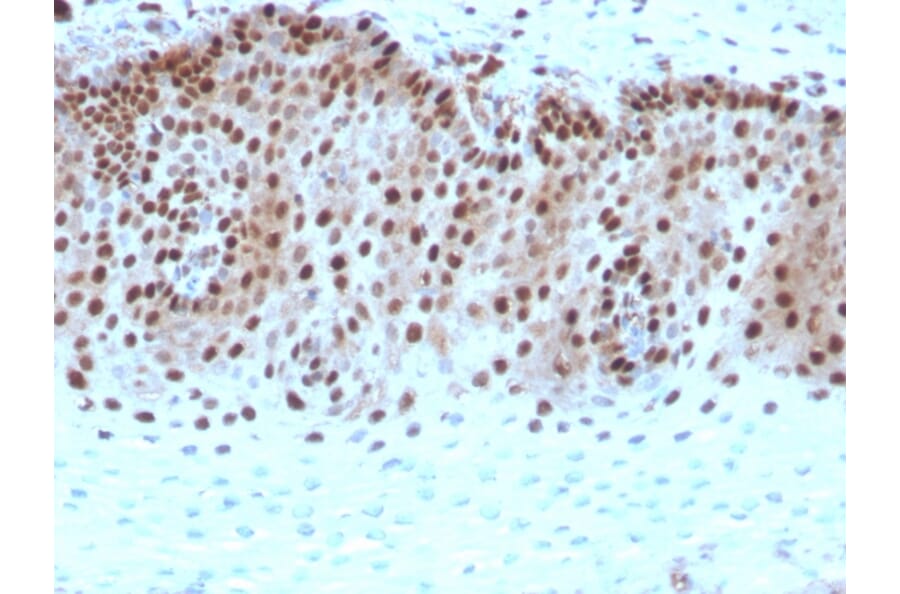 Immunohistochemistry - Anti-c-Myc Antibody [rMYC909] (A249455) - Antibodies.com