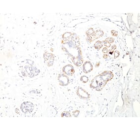 Immunohistochemistry - Anti-MYH11 Antibody [ID8] (A249460) - Antibodies.com