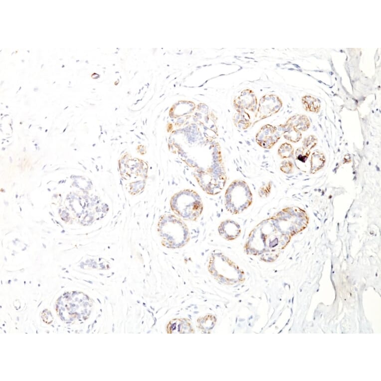 Immunohistochemistry - Anti-MYH11 Antibody [ID8] (A249460) - Antibodies.com