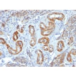 Immunohistochemistry - Anti-MYH11 Antibody [ID8] (A249461) - Antibodies.com