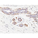 Immunohistochemistry - Anti-MYH11 Antibody [MYH11/923] (A249462) - Antibodies.com