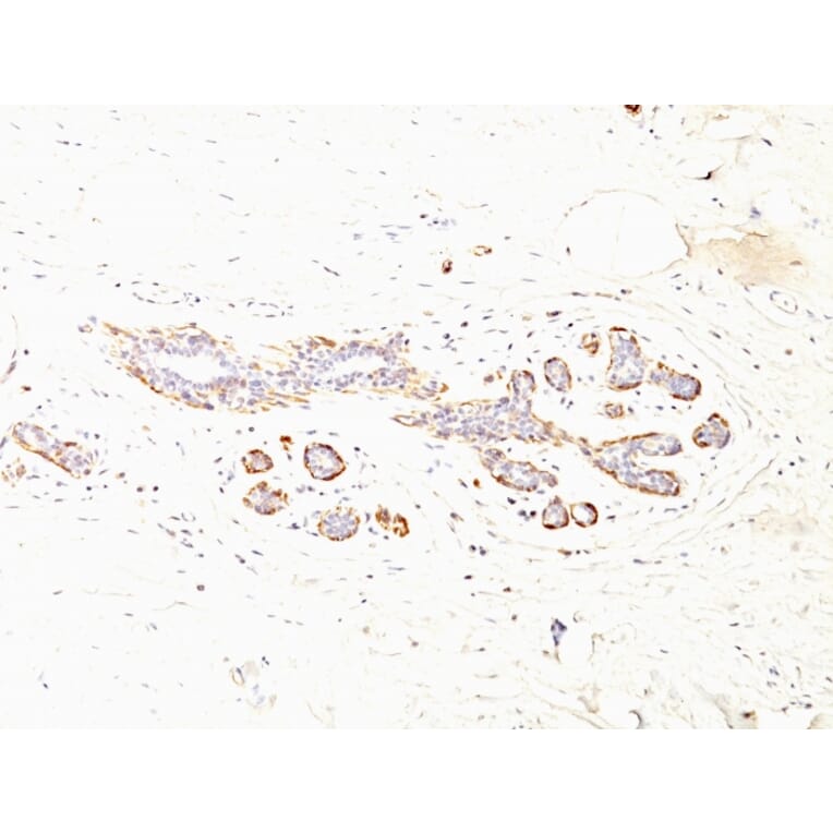 Immunohistochemistry - Anti-MYH11 Antibody [MYH11/923 + SMMS-1] (A249463) - Antibodies.com