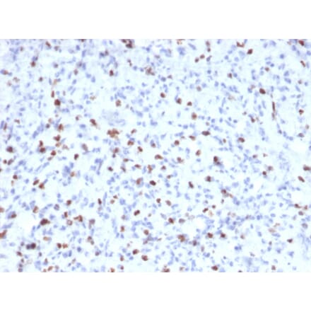 Immunohistochemistry - Anti-Myogenin Antibody [MYOG/2660] (A249473) - Antibodies.com