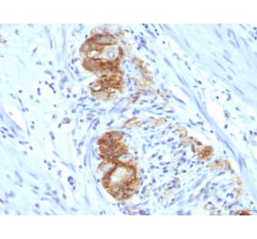 Immunohistochemistry - Anti-NCAM1 Antibody [123C3.D5] (A249473) - Antibodies.com