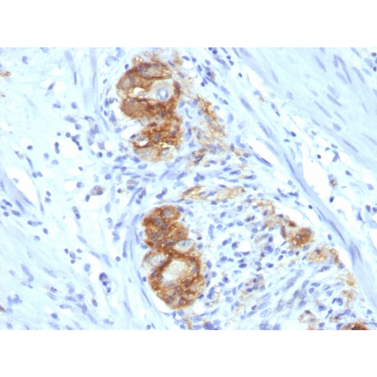 Immunohistochemistry - Anti-NCAM1 Antibody [123C3.D5] (A249473) - Antibodies.com