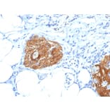 Immunohistochemistry - Anti-NCAM1 Antibody [123A8] (A249475) - Antibodies.com