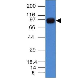 Western Blot - Anti-Nucleolin Antibody [NCL/902] (A249483) - Antibodies.com