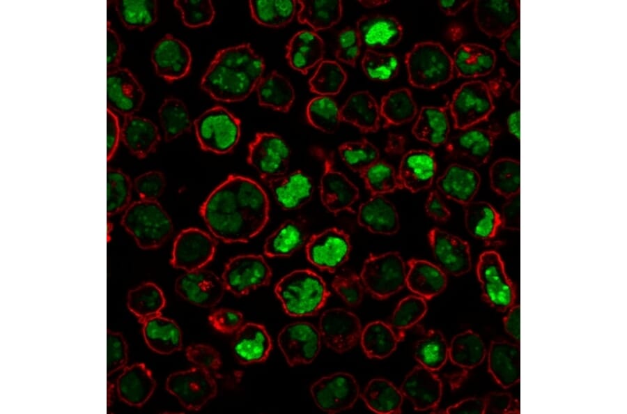 Immunofluorescence - Anti-Nucleolin Antibody [NCL/902] (A249483) - Antibodies.com