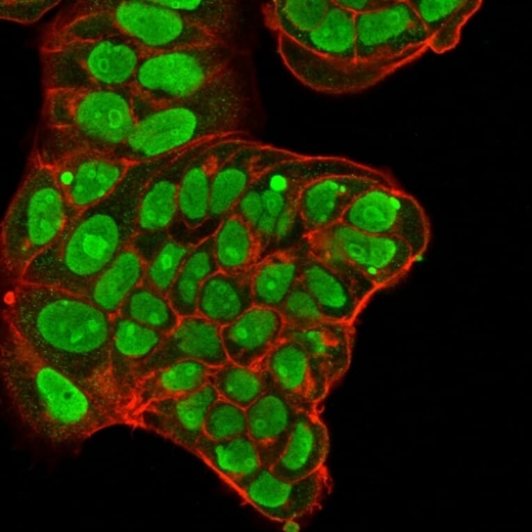 Immunofluorescence - Anti-Nucleolin Antibody [NCL/902] (A249483) - Antibodies.com