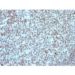 Immunohistochemistry - Anti-Nucleolin Antibody [NCL/902] (A249483) - Antibodies.com