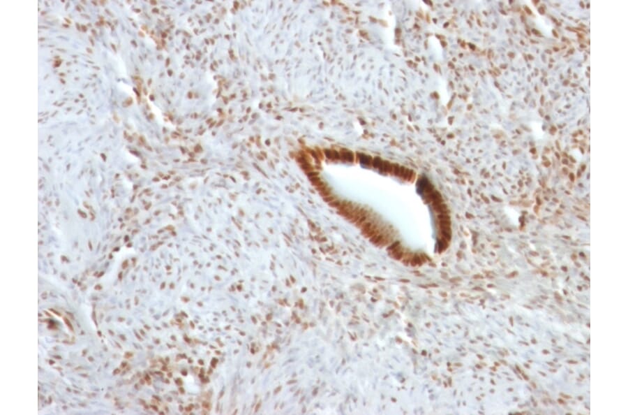 Immunohistochemistry - Anti-Nucleolin Antibody [NCL/902] (A249483) - Antibodies.com