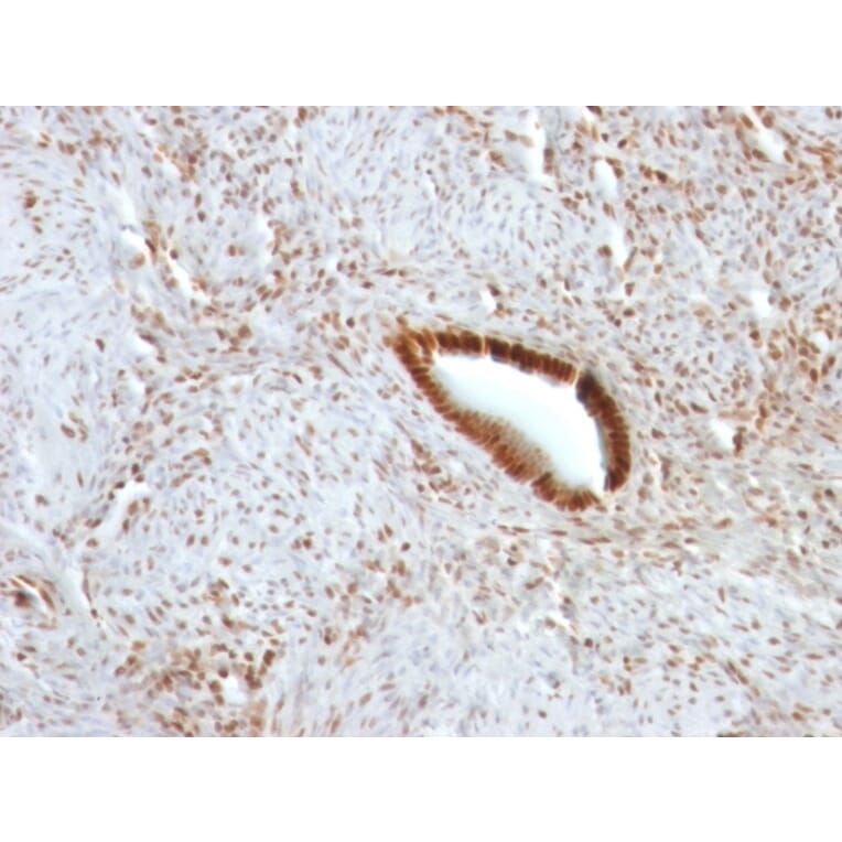 Immunohistochemistry - Anti-Nucleolin Antibody [NCL/902] (A249483) - Antibodies.com