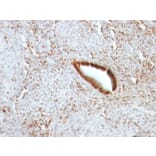 Immunohistochemistry - Anti-Nucleolin Antibody [NCL/902] (A249483) - Antibodies.com