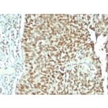 Immunohistochemistry - Anti-Nucleolin Antibody [NCL/902] (A249483) - Antibodies.com