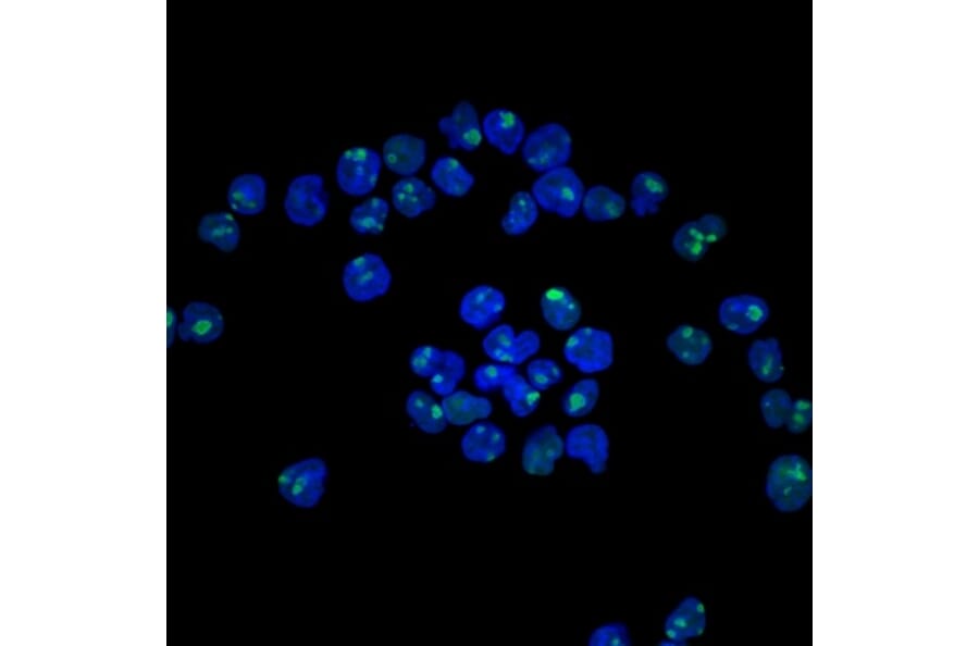 Immunofluorescence - Anti-Nucleolin Antibody [NCL/902] (A249483) - Antibodies.com