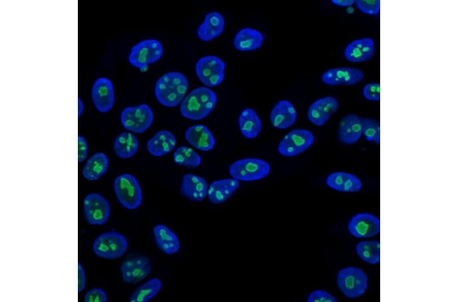Immunofluorescence - Anti-Nucleolin Antibody [NCL/902] (A249483) - Antibodies.com