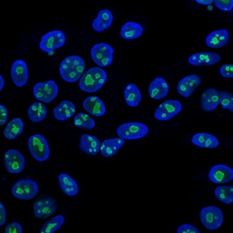 Immunofluorescence - Anti-Nucleolin Antibody [NCL/902] (A249483) - Antibodies.com