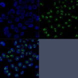 Immunofluorescence - Anti-Nucleolin Antibody [SPM614] (A249484) - Antibodies.com