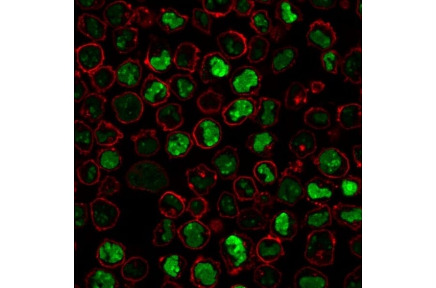 Immunofluorescence - Anti-Nucleolin Antibody [SPM614] (A249484) - Antibodies.com
