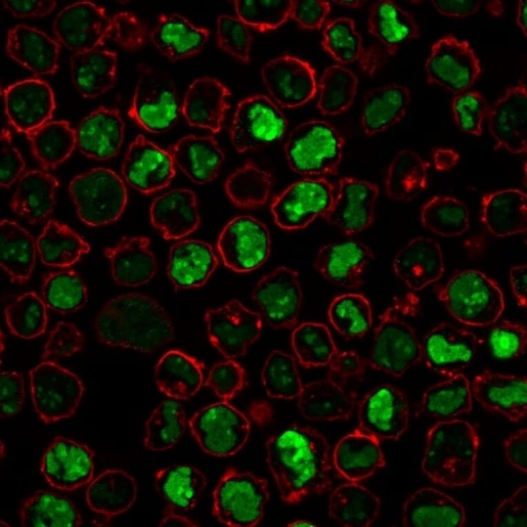 Immunofluorescence - Anti-Nucleolin Antibody [SPM614] (A249484) - Antibodies.com