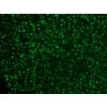 Immunohistochemistry - Anti-Nucleolin Antibody [364-5] (A249485) - Antibodies.com