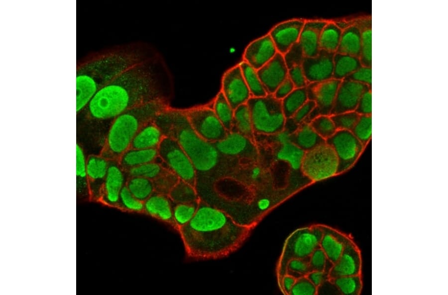 Immunofluorescence - Anti-Nucleolin Antibody [364-5] (A249485) - Antibodies.com
