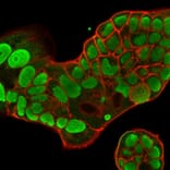 Immunofluorescence - Anti-Nucleolin Antibody [364-5] (A249485) - Antibodies.com