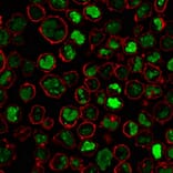 Immunofluorescence - Anti-Nucleolin Antibody [364-5] (A249485) - Antibodies.com